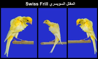 المفتل السويسري Swiss Frill