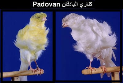 البادفان Padovan