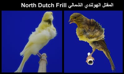 لمفتل الهولندي الشمالي North Dutch Frill