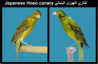 كناري الهوزو الياباني Japanese Hoso canary