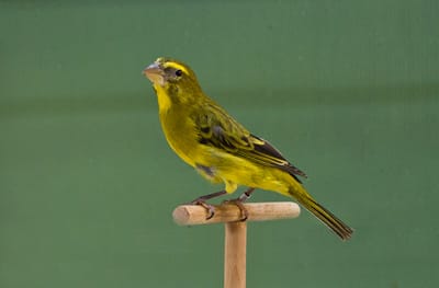 Serinus sulphuratus الكناري الكبريتي