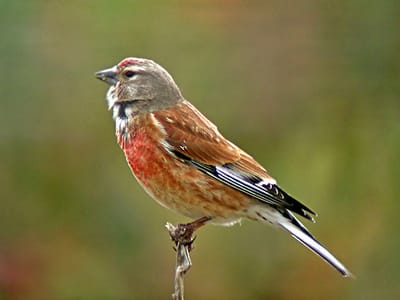 Carduelis cannabina عصفور تفاحي