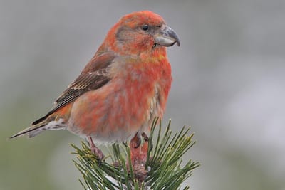 Loxia curvirostra  طائر قرزبيل الهزار