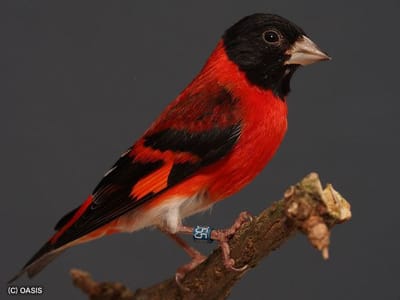 Carduelis cucullata النعار اوالسيسكن الاحمر