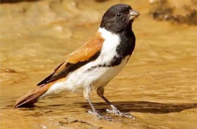 Serinus leucolaemus كناري اسود الراس