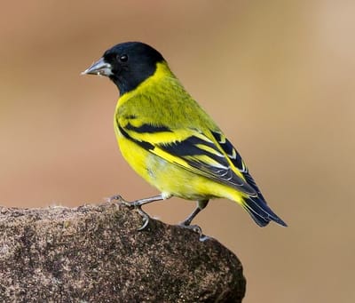 Carduelis notata  السيسكن ذو الرأس الأسود