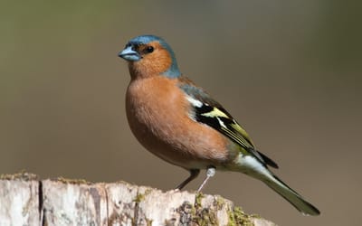 chaffinch  حسون الظالم او الصنج