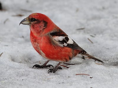 Loxia leucoptera   قرزبيل ابيض الجناح