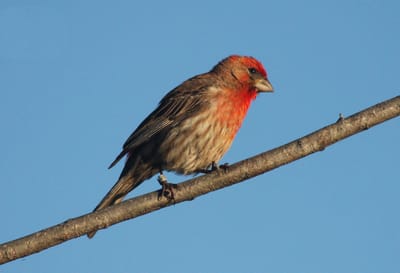 Carpodacus  جزم أحمر