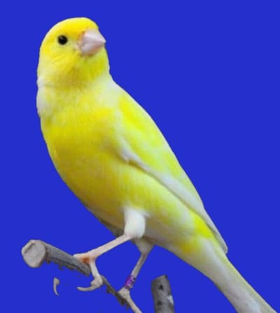 أصناف طائر الكناري المغرد{الانواع ذاة الصوت الجميل}