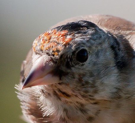 تبديل الريش {القليش } للحسون