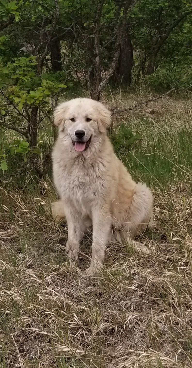 Colorado Mountain Dogs