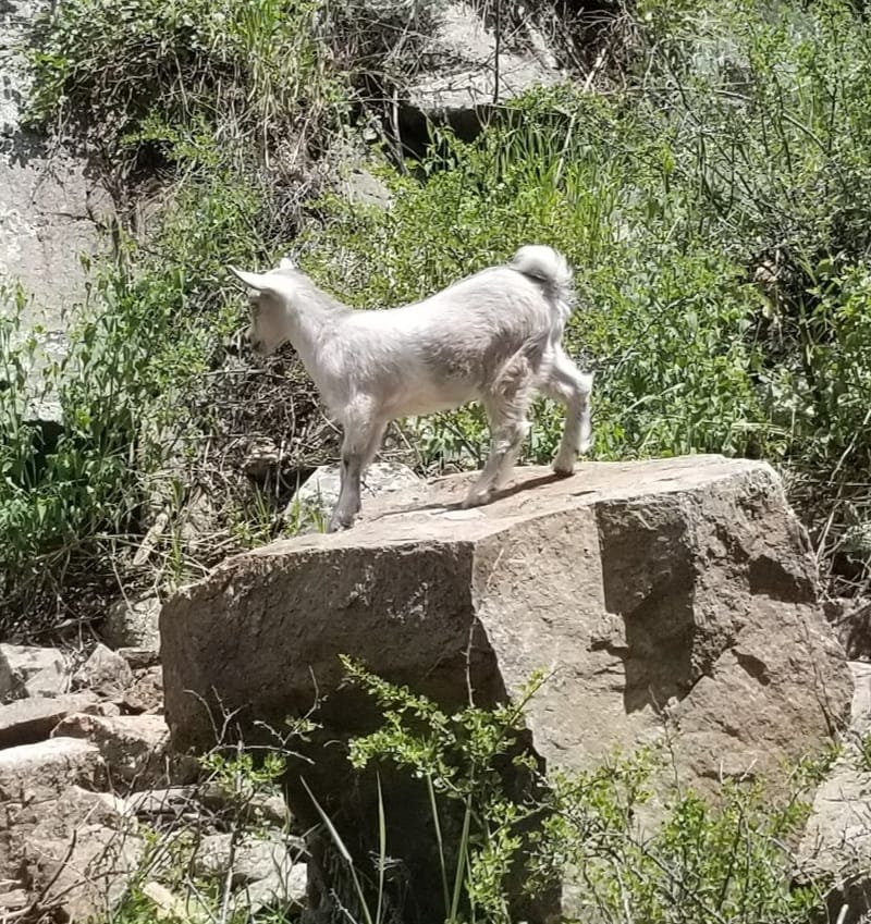 Nigerian Dwarf Goats