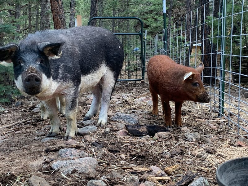 Mangalitsa Pigs