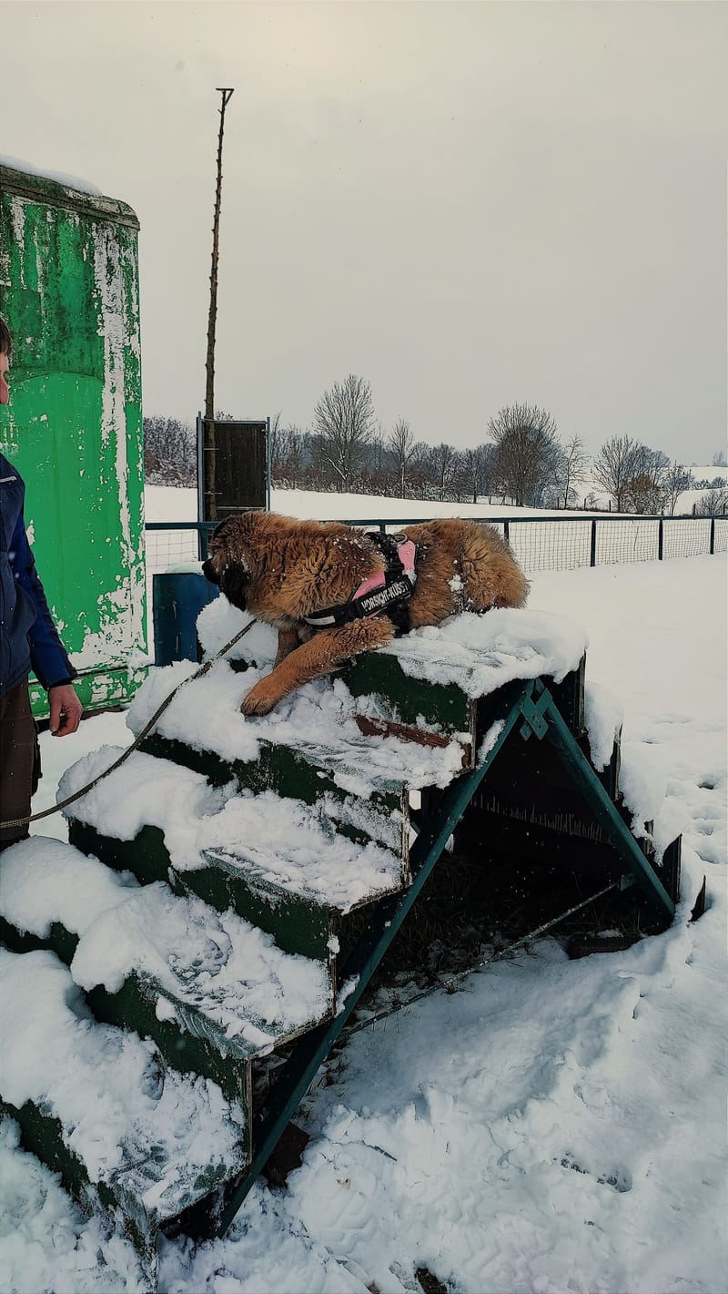 Du und dein Hund beim Training