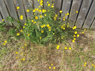 Break Time Quickie - Even wild flowers can blossom