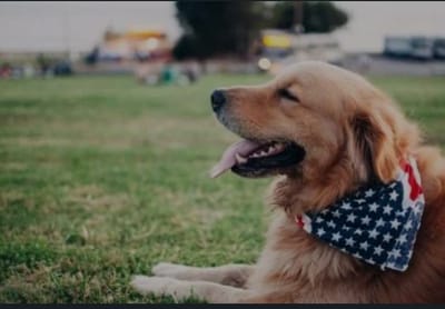 Happy Independence Day from Hank, your all American pooch