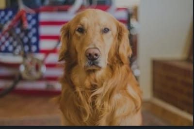 Hank's Tips on StressBusting™ a visit to the vets