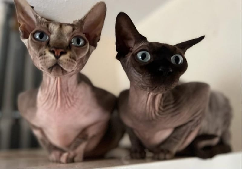 Blockadenlösung für (Haus-)Tiere