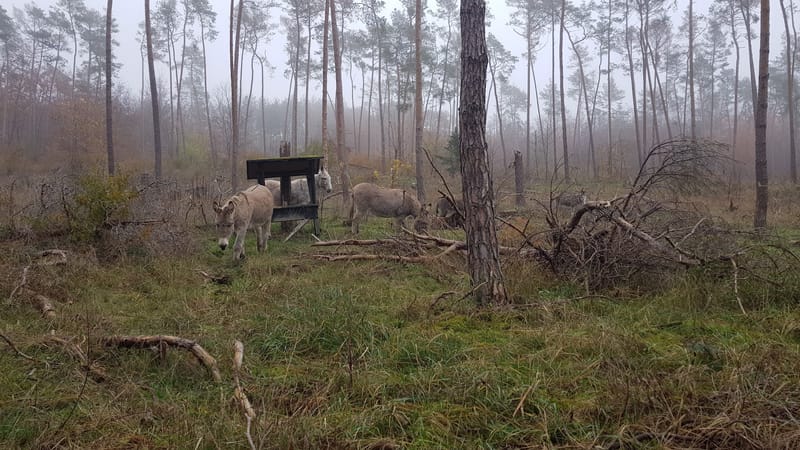 Eselsafari im Kalksandkiefernwald bei Pfungstadt/Seeheim Jungenheim/Bickenbach image