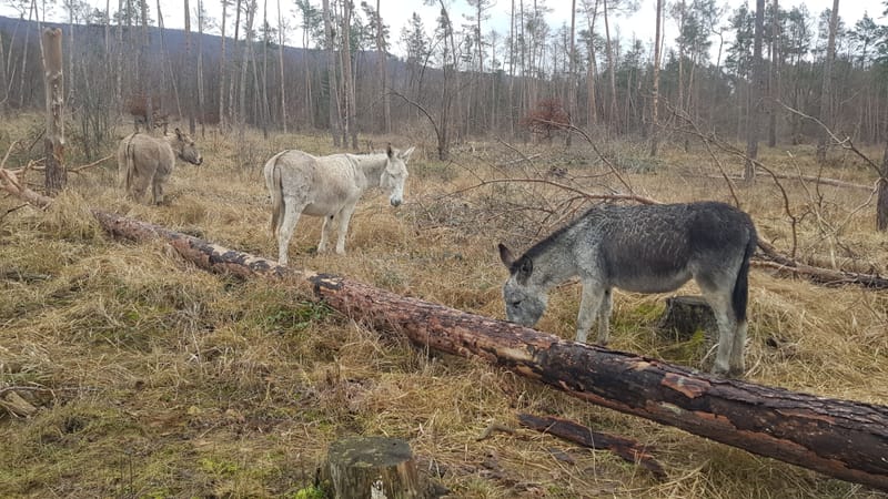 Eselsafari im Kalksandkiefernwald bei Pfungstadt/Seeheim Jungenheim/Bickenbach image