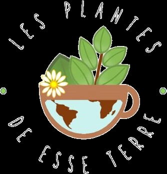 Tisanes des plantes de Esse Terre