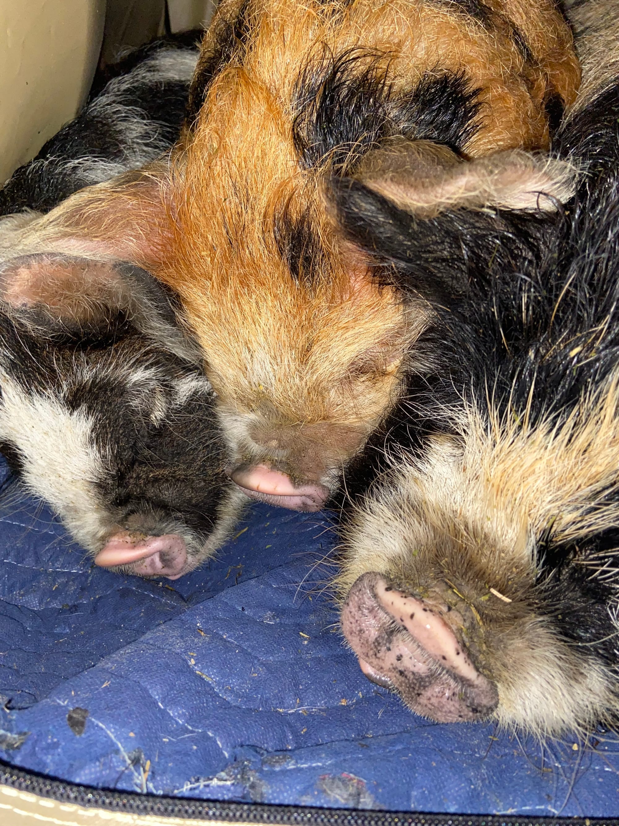 2022 starting our KuneKunes off right - From left..Snickers Jellybean Tinkerbelle