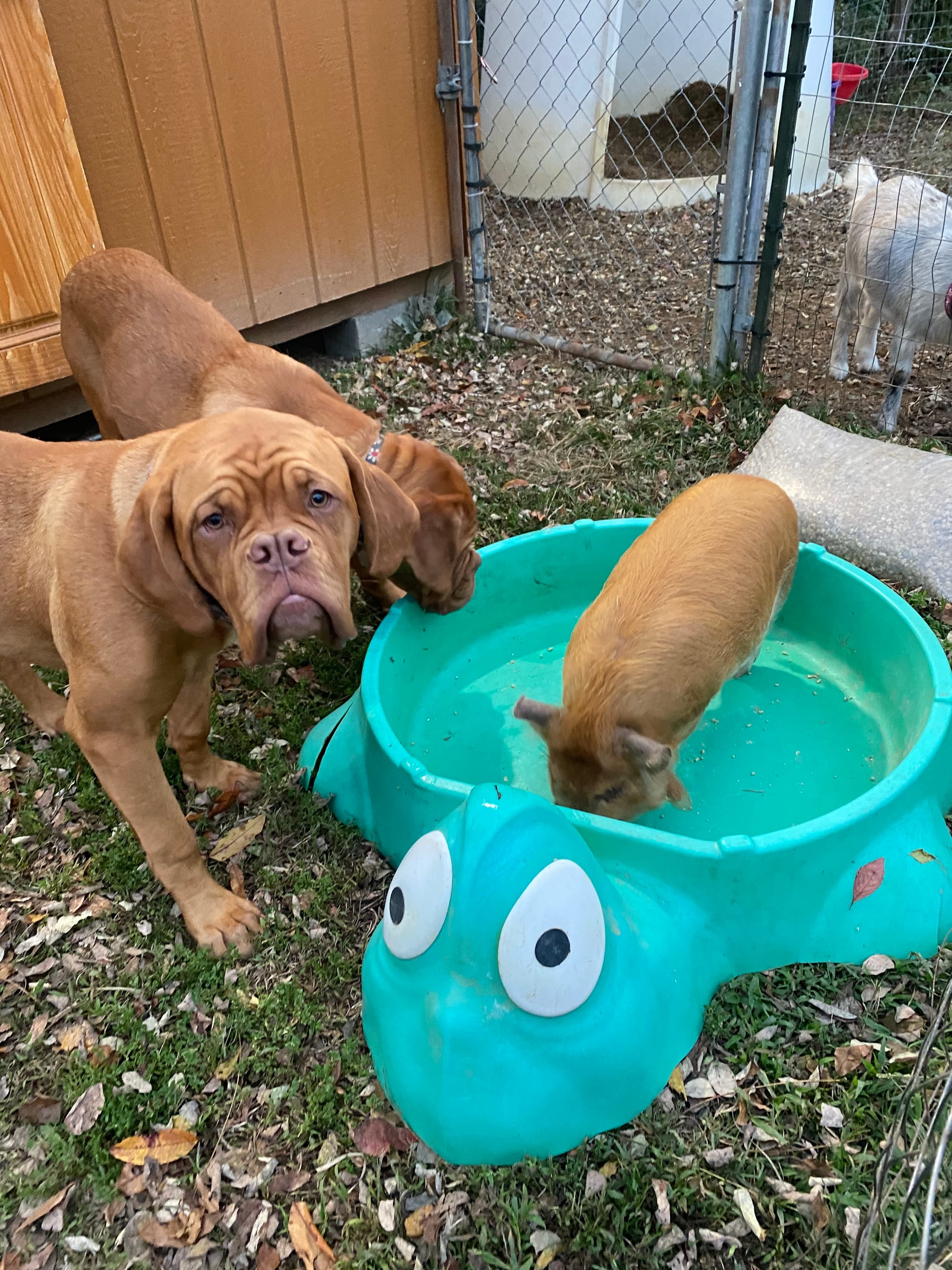 Dewey with our Dogue’s