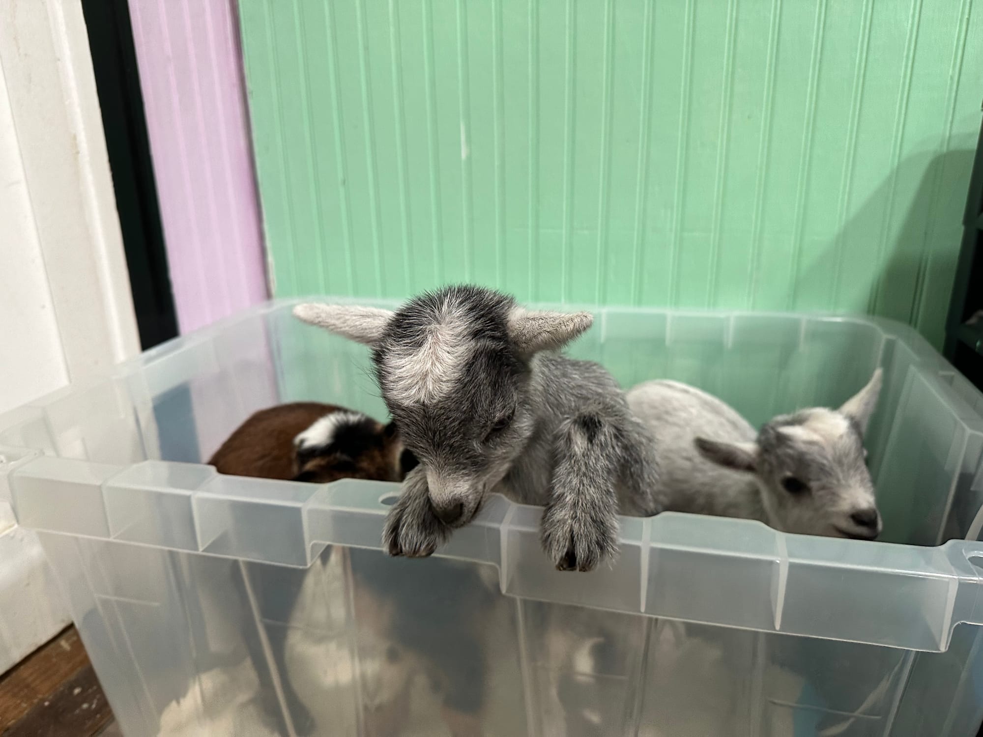 Jazzy’s silver doe kidding 2024