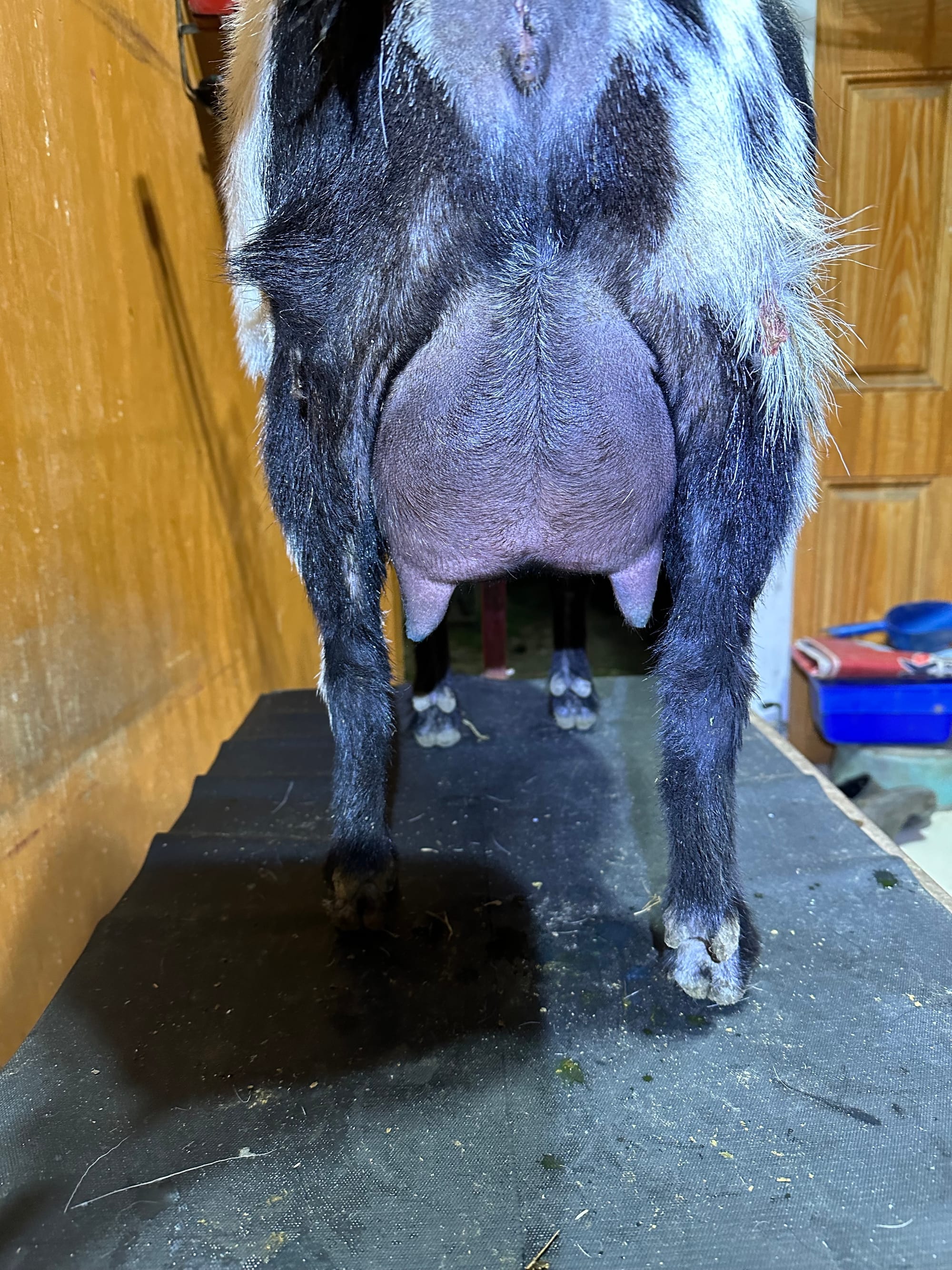 Cats Eye udder 2nd freshening