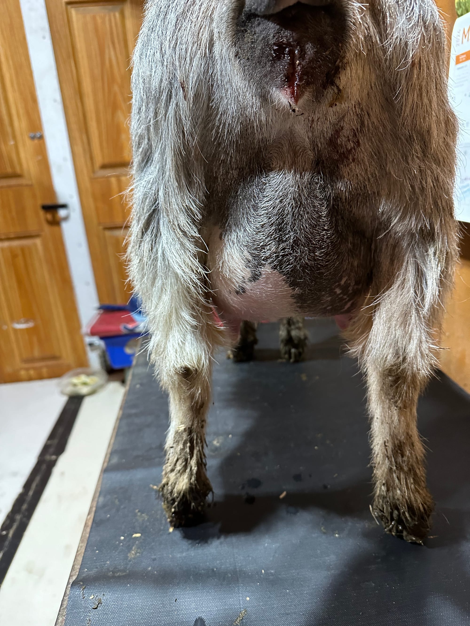 Jazzy 1st freshener udder- WOW