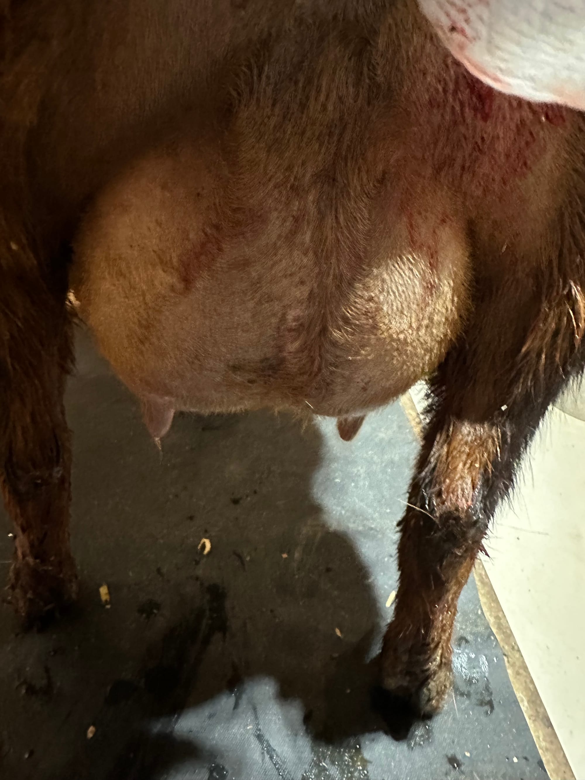 Cassia gorgeous udder!