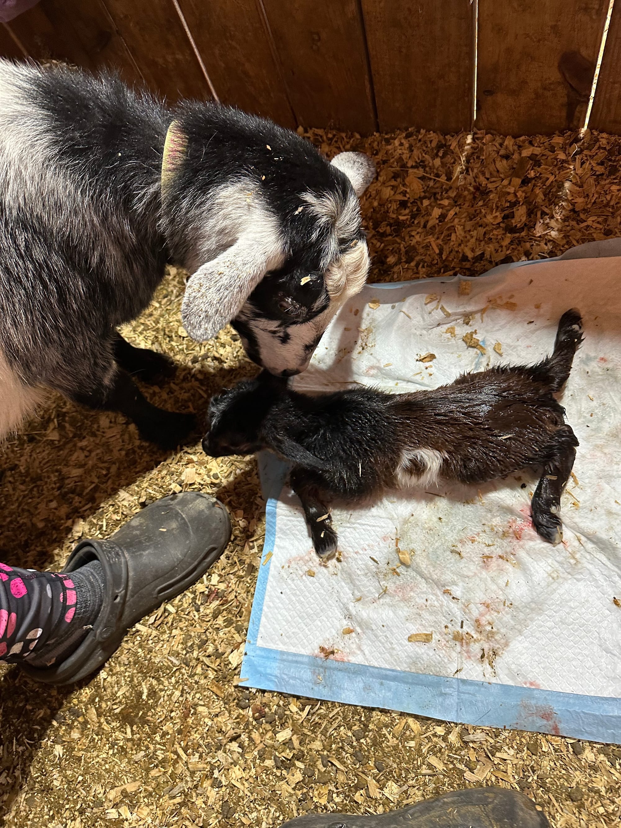 Gabby’s doeling 2024