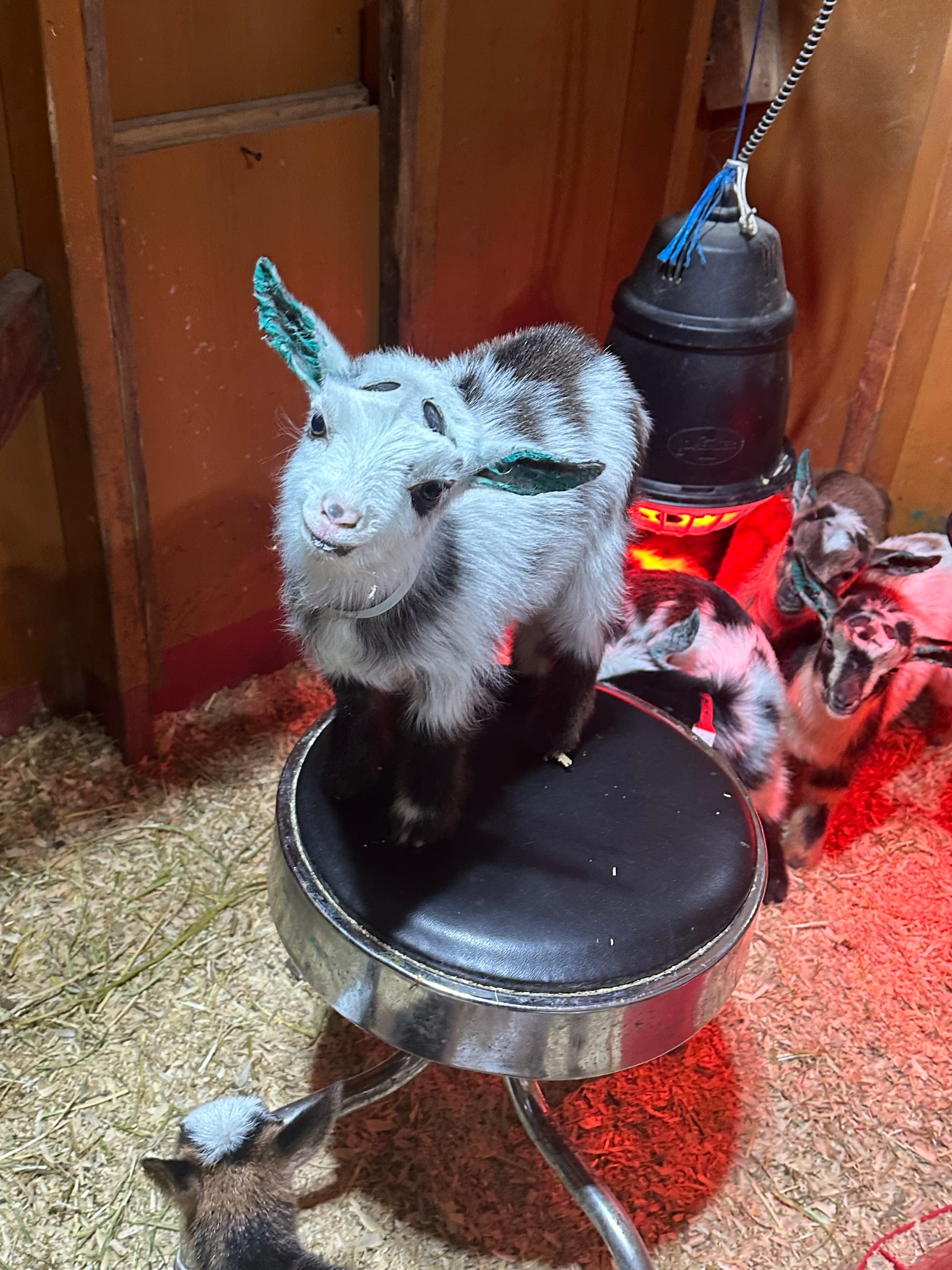 Cats Eye’s doeling 2024