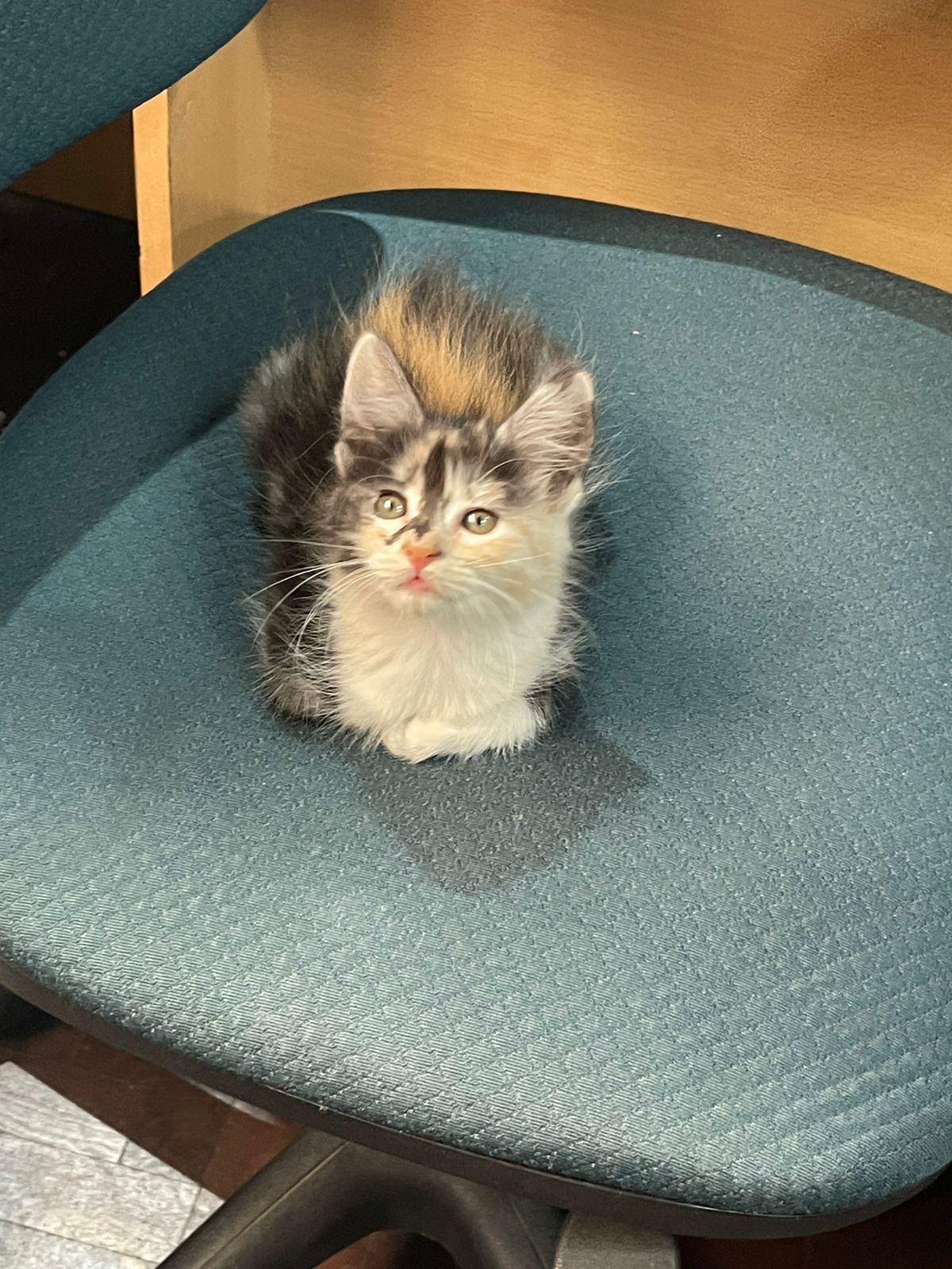 Coco, Milady y Ramoncito