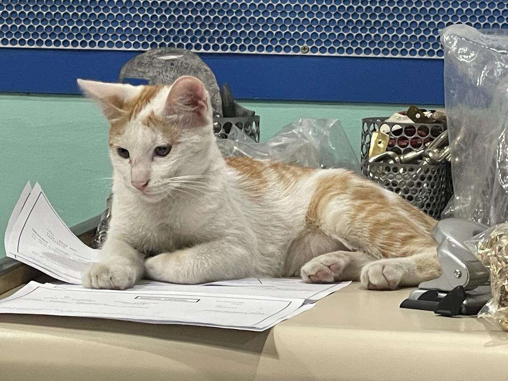 Coco, Milady y Ramoncito