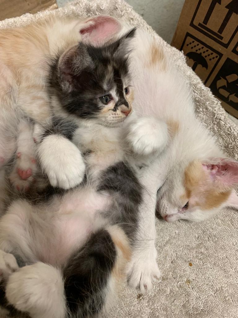 Coco, Milady y Ramoncito