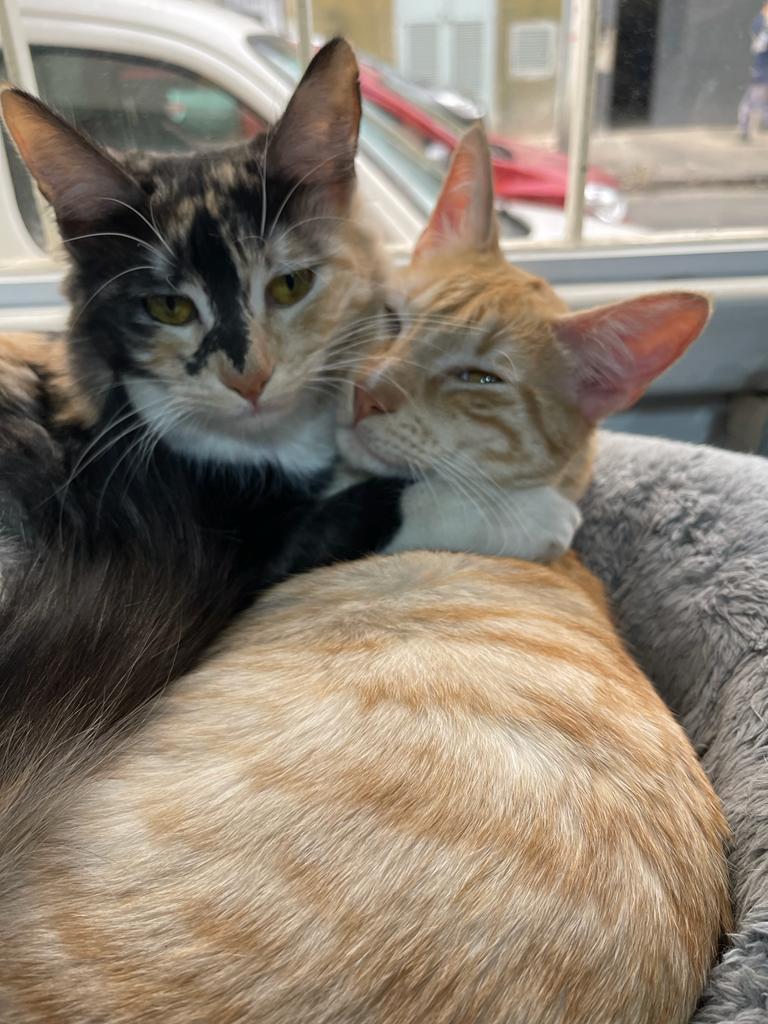 Coco, Milady y Ramoncito