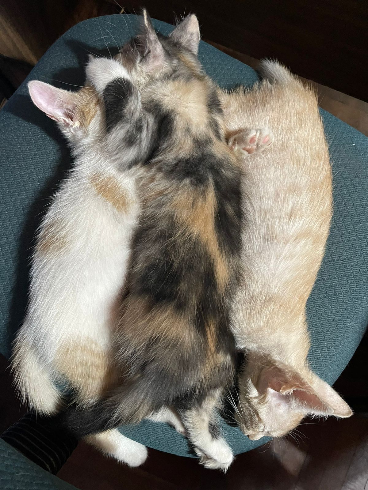 Coco, Milady y Ramoncito