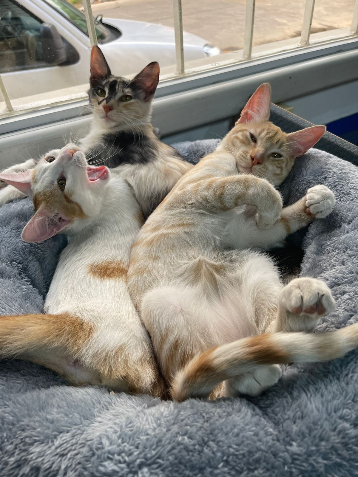 Coco, Milady y Ramoncito