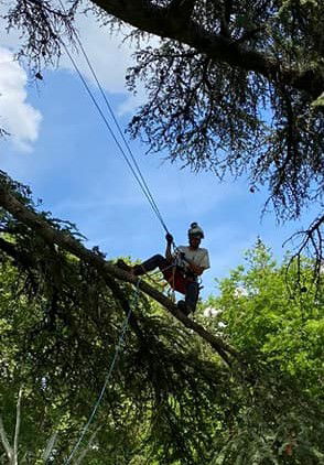 Taille résonnée des arbres