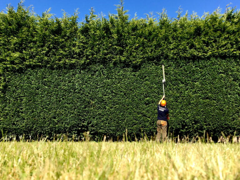 Taille de haies précise