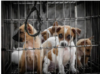 ANIMALS ARE NOT OURS