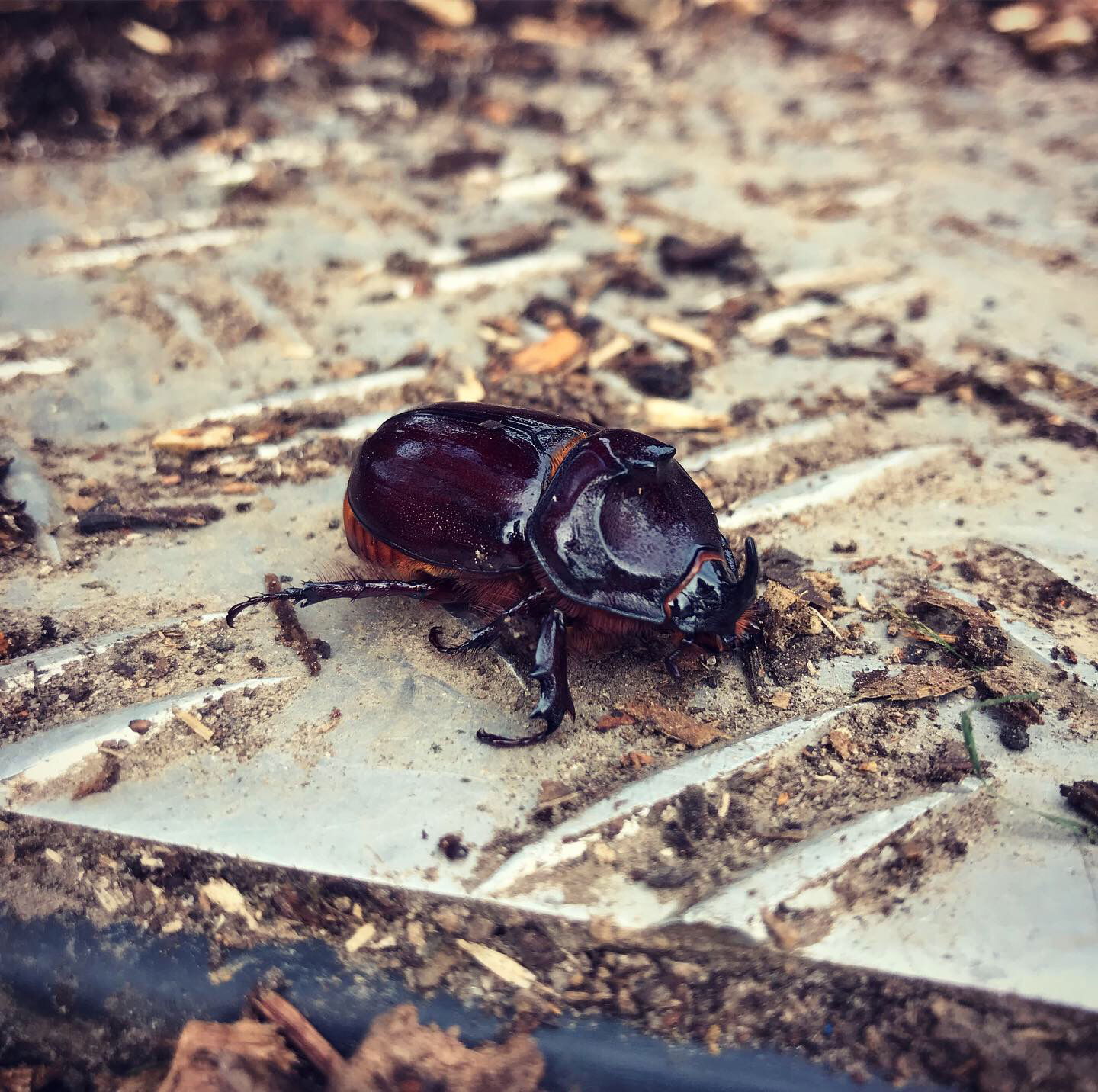 Scarabée rhinocéros européen adulte. (Mâle)