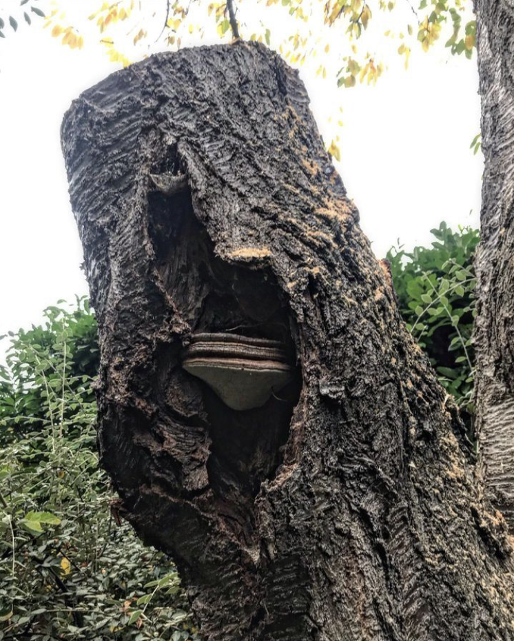 Champignon lignivore sur un Cerisier.