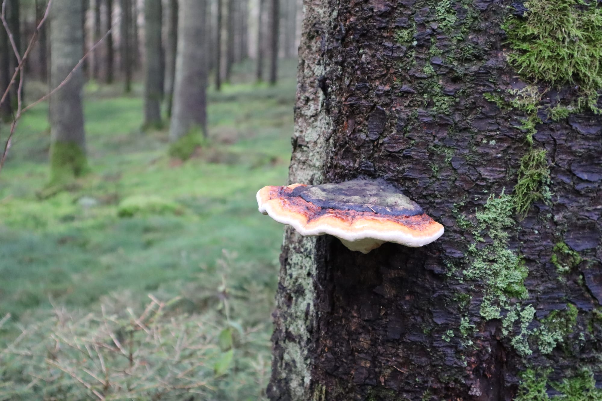 Polypore marginé sur un Épicéa