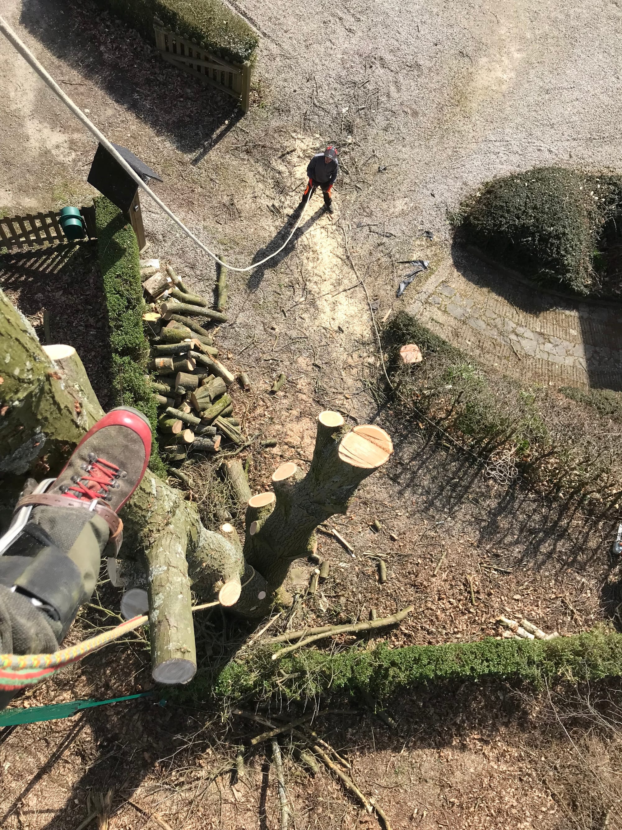 Abattage par démontage d'un Châtaignier