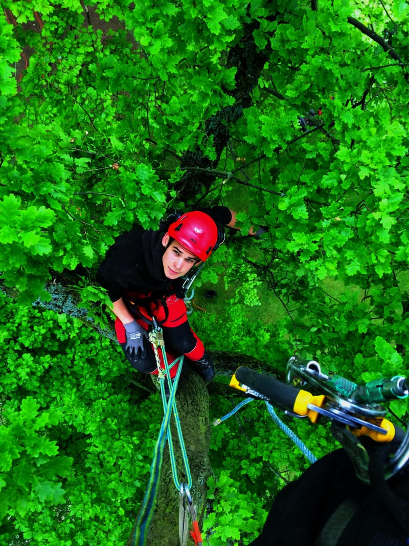 Traitements &amp; soins des arbres