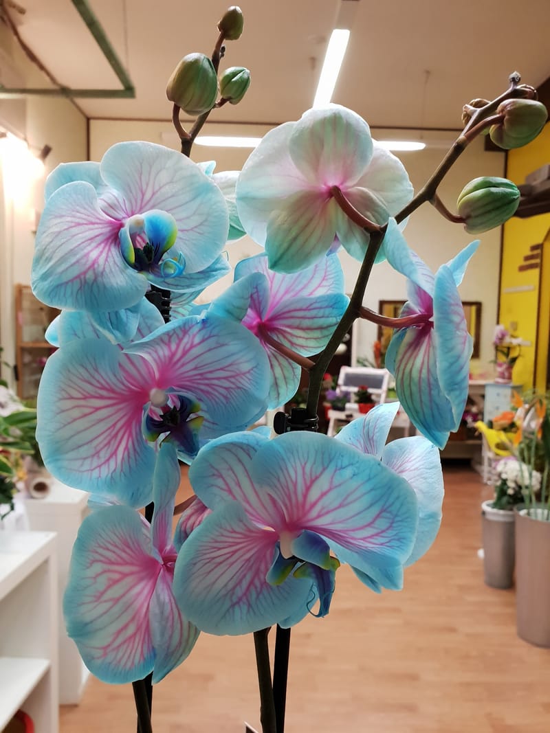 Piante e Fiori Recisi