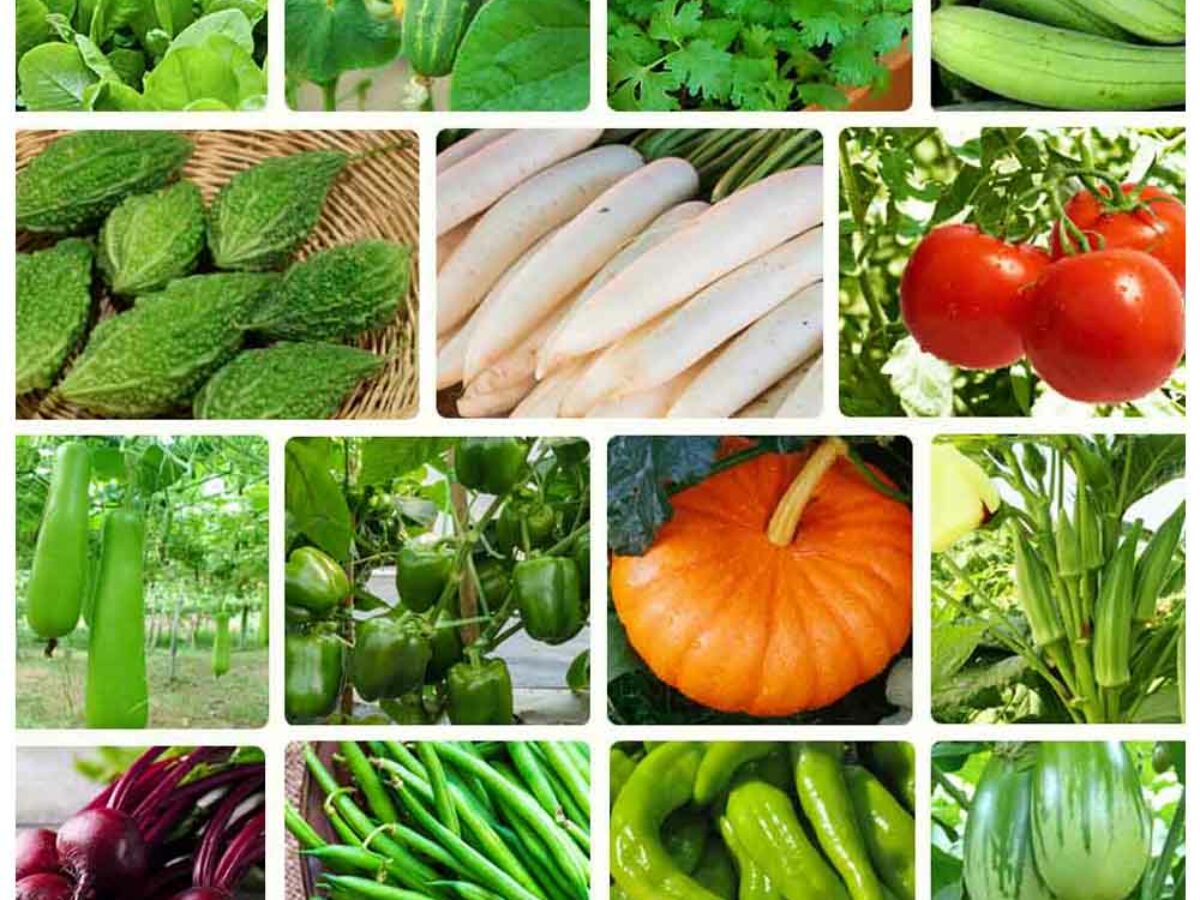 Vegetable Seed Market Size To Reach value of US$ 7.5 Billion by 2028